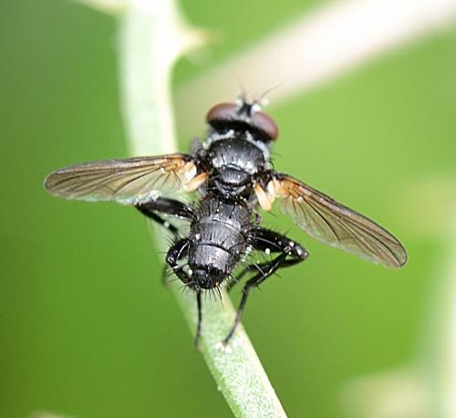 Réf. 262 031 : Phania funesta